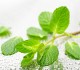 mint_pestcontrol