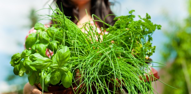 Gardening in summer - woman with herbs