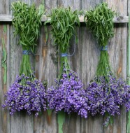 Dried Lavender