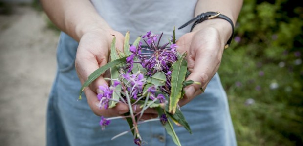 foraging-plants-lavender-weeds-hands