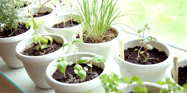 aromatic-herbs-indoors-pots