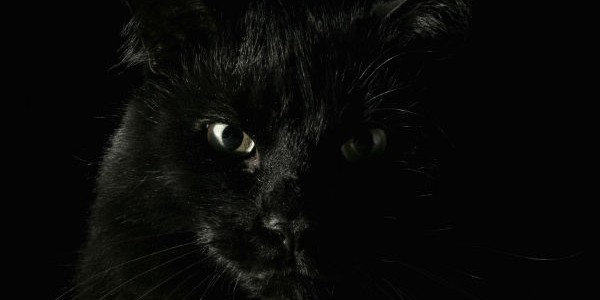 evil-black-cat-shadow-face