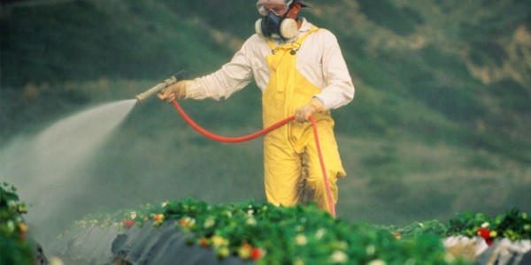 pesticide-produce-vegetables-farming-organic