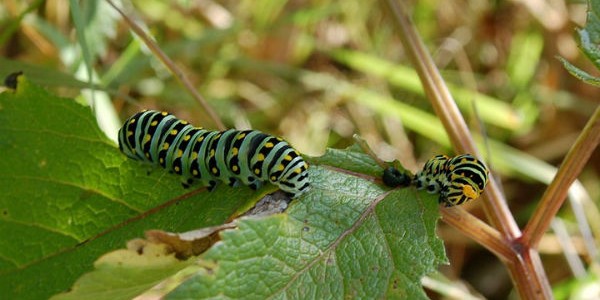 plants-pest-insects-caterpillar