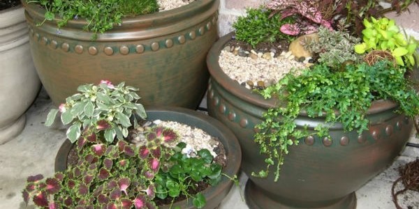 tiny-garden-small-pot-plants